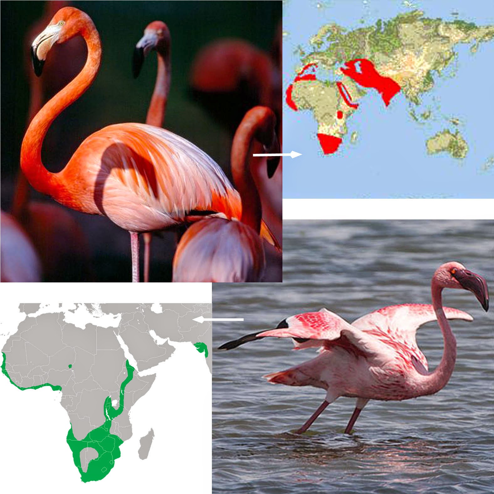 Where is the flamingo in the food chain?